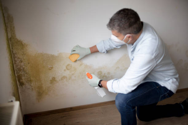 Best Commercial Mold Inspection  in Adamstown, PA