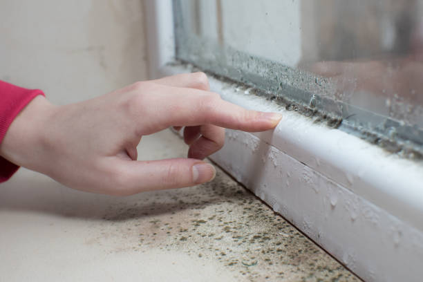 Best Mold-Related Health Consultation  in Adamstown, PA