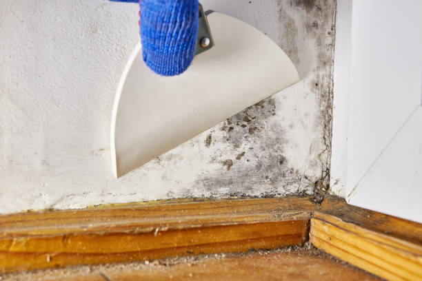 Best Mold Remediation for Rental Properties  in Adamstown, PA